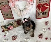 Female pup, a female Yorkshire Terrier for sale in Los Angeles, CA – Photo 3 of 4