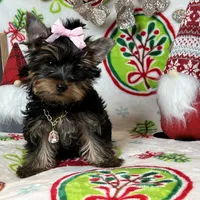 Female pup, a female Yorkshire Terrier for sale in Los Angeles, CA – Photo 1 of 4