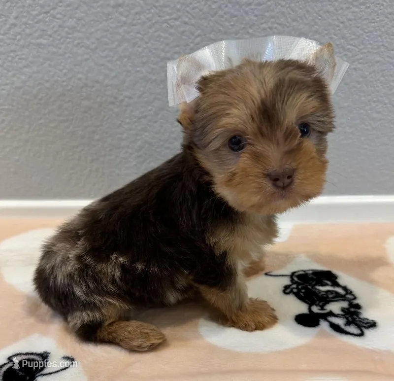 Chocolate Merle Female – Yorkshire Terrier puppy for sale in Los Angeles, CA