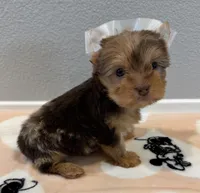 Chocolate Merle Female, a female Yorkshire Terrier for sale in Los Angeles, CA – Photo 1 of 2
