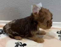 Chocolate Merle Female, a female Yorkshire Terrier for sale in Los Angeles, CA – Photo 2 of 2
