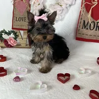 Yorkie Queen, a female Yorkshire Terrier for sale in Los Angeles, CA – Photo 5 of 6