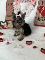 Yorkie Queen, a female Yorkshire Terrier for sale in Los Angeles, CA – Photo 5 of 6