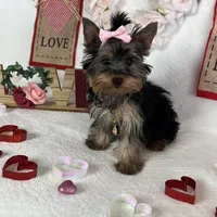 Yorkie Queen, a female Yorkshire Terrier for sale in Los Angeles, CA – Photo 3 of 6