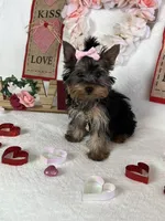 Yorkie Queen, a female Yorkshire Terrier for sale in Los Angeles, CA – Photo 3 of 6