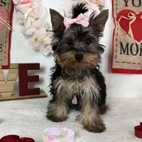 Yorkie Queen, a female Yorkshire Terrier for sale in Los Angeles, CA – Photo 6 of 6