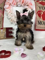 Yorkie Queen, a female Yorkshire Terrier for sale in Los Angeles, CA – Photo 6 of 6