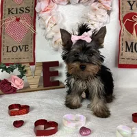 Yorkie Queen, a female Yorkshire Terrier for sale in Los Angeles, CA – Photo 2 of 6