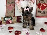 Yorkie Queen, a female Yorkshire Terrier for sale in Los Angeles, CA – Photo 2 of 6