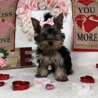 Yorkie Queen, a female Yorkshire Terrier for sale in Los Angeles, CA – Photo 1 of 6
