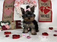 Yorkie Queen, a female Yorkshire Terrier for sale in Los Angeles, CA – Photo 1 of 6