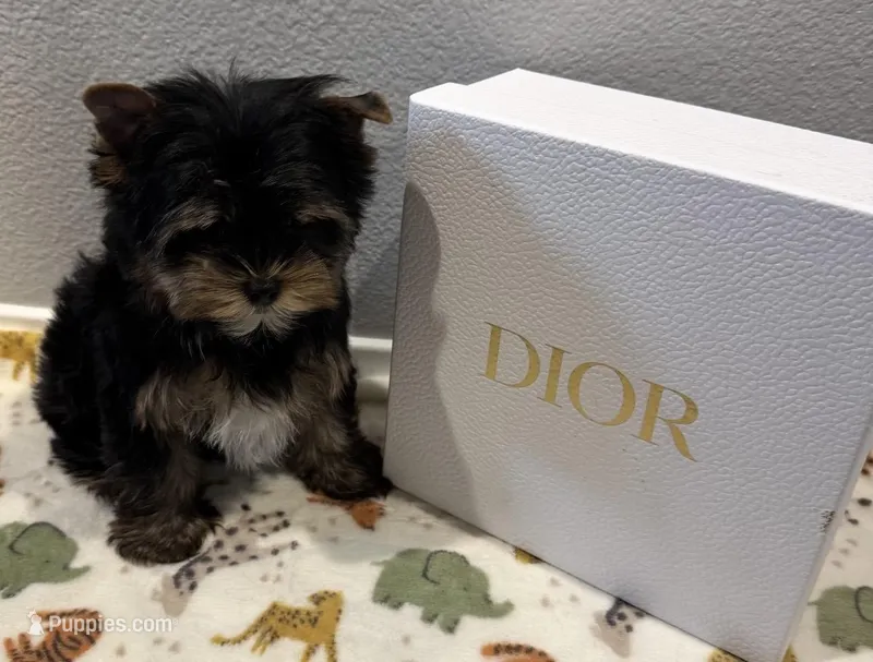 Puppy male two – Yorkshire Terrier puppy for sale in Los Angeles, CA