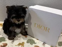Puppy male two, a male Yorkshire Terrier for sale in Los Angeles, CA – 1 of 1