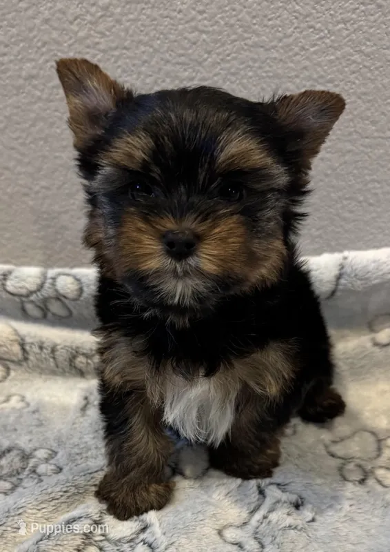 Puppy male two – Yorkshire Terrier puppy for sale in Los Angeles, CA