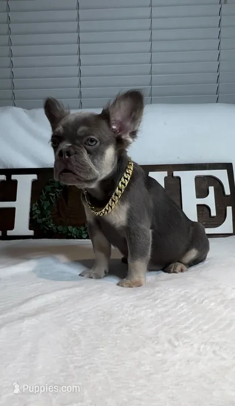 Lilac and tan fluffy girl