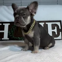 Lilac and tan fluffy girl, a female French Bulldog for sale in Los Angeles, CA – Photo 1 of 3