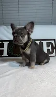 Lilac and tan fluffy girl, a female French Bulldog for sale in Los Angeles, CA – Photo 1 of 3