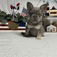 Lilac and tan fluffy girl, a female French Bulldog for sale in Los Angeles, CA – Photo 2 of 3