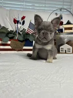 Lilac and tan fluffy girl, a female French Bulldog for sale in Los Angeles, CA – Photo 2 of 3