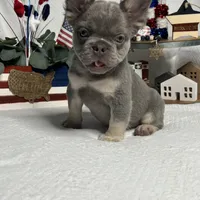 Lilac and tan fluffy girl, a female French Bulldog for sale in Los Angeles, CA – Photo 3 of 3