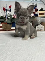 Lilac and tan fluffy girl, a female French Bulldog for sale in Los Angeles, CA – Photo 3 of 3