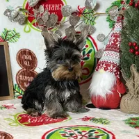 Puppy Male, a male Yorkshire Terrier for sale in Los Angeles, CA – Photo 4 of 4