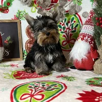 Puppy Male, a male Yorkshire Terrier for sale in Los Angeles, CA – Photo 3 of 4