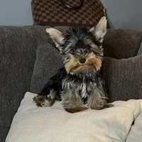 Puppy Male, a male Yorkshire Terrier for sale in Los Angeles, CA – Photo 2 of 4