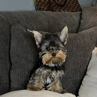 Puppy Male, a male Yorkshire Terrier for sale in Los Angeles, CA – Photo 1 of 4