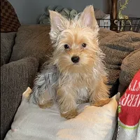 Yorkie Merle pup, a male Yorkshire Terrier for sale in Los Angeles, CA – Photo 2 of 3