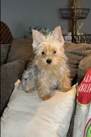 Yorkie Merle pup, a male Yorkshire Terrier for sale in Los Angeles, CA – Photo 2 of 3