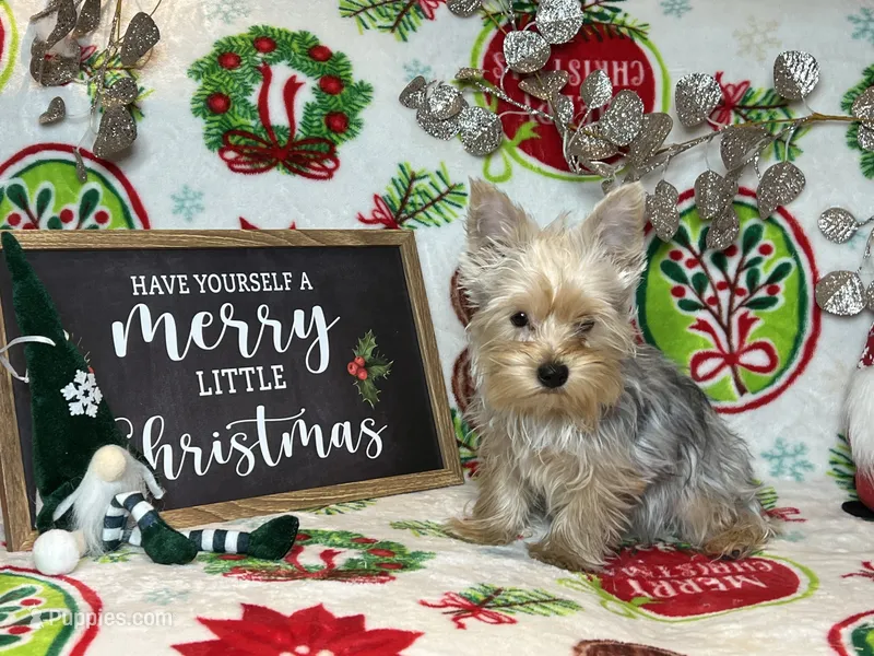 Yorkie Merle pup