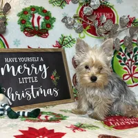 Yorkie Merle pup, a male Yorkshire Terrier for sale in Los Angeles, CA – Photo 1 of 3