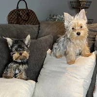 Yorkie Merle pup, a male Yorkshire Terrier for sale in Los Angeles, CA – Photo 3 of 3