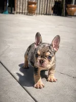Future, a male French Bulldog for sale in Ontario, CA – 1 of 1