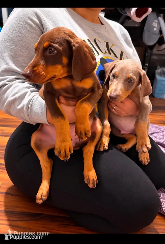 Eight Doberman puppies!, a male Doberman Pinscher for sale in Hanford, CA – 1 of 5
