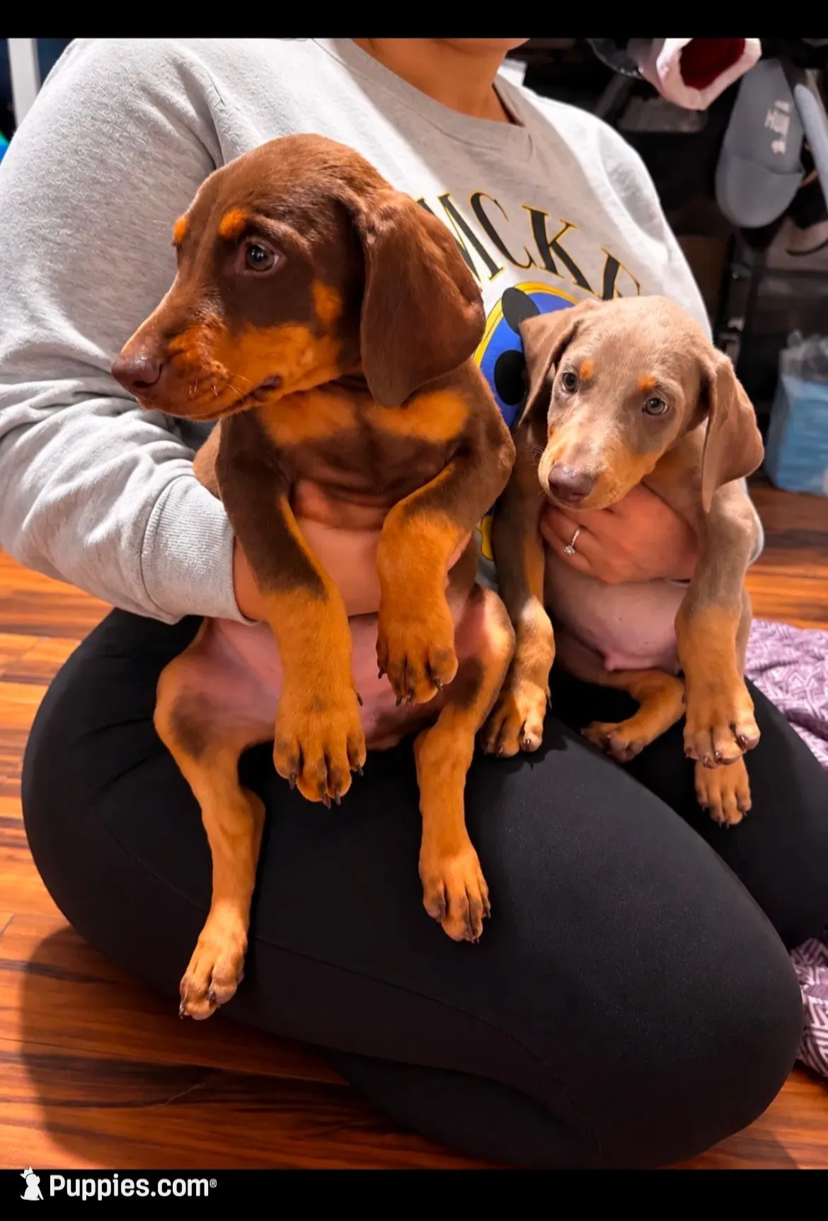 Eight Doberman puppies!, a male Doberman Pinscher for sale in Hanford, CA – 1 of 5