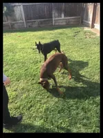 Eight Doberman puppies!, a male Doberman Pinscher for sale in Hanford, CA – 5 of 5