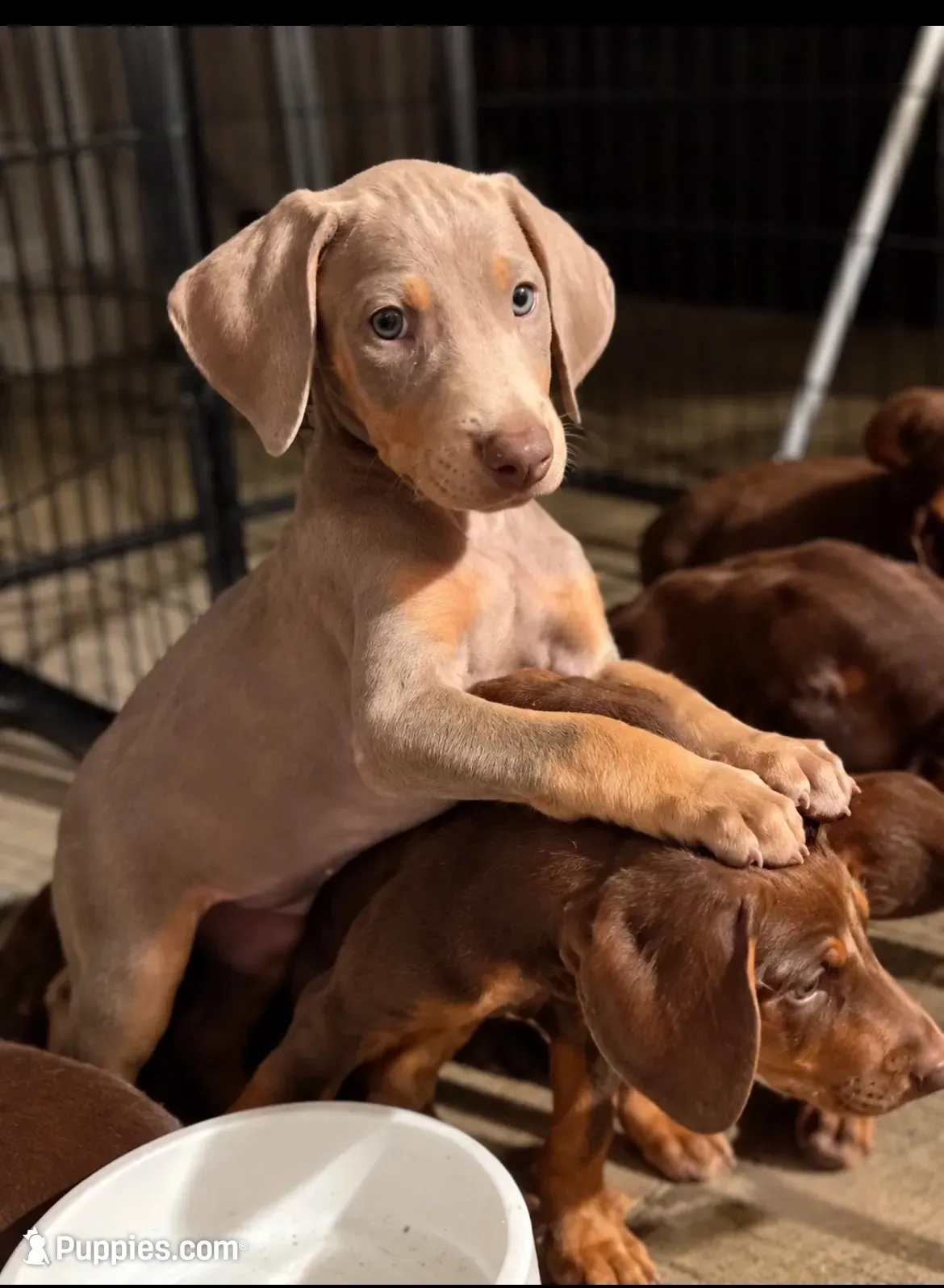 Eight Doberman puppies!, a male Doberman Pinscher for sale in Hanford, CA – 2 of 5