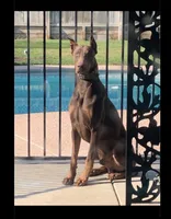 Eight Doberman puppies!, a male Doberman Pinscher for sale in Hanford, CA – 4 of 5