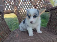 Prince, a male Pembroke Welsh Corgi for sale in Bethany, MO – 7 of 8