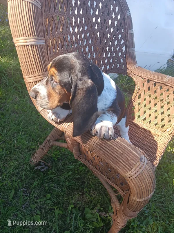 Lucy – Basset Hound puppy for sale in Bethany, MO