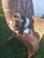 Lucy, a female Basset Hound for sale in Bethany, MO – 1 of 4