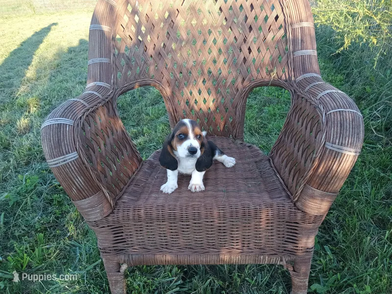Susie – Basset Hound puppy for sale in Bethany, MO