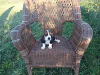 Susie, a female Basset Hound for sale in Bethany, MO – 1 of 3