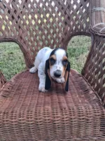 Gracie, a female Basset Hound for sale in Bethany, MO – 5 of 5