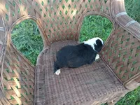 Flora, a female Old English Sheepdog for sale in Bethany, MO – 3 of 3