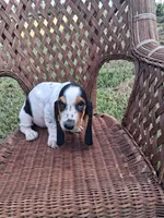 Gracie, a female Basset Hound for sale in Bethany, MO – 4 of 5