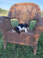 Daisy, a female Basset Hound for sale in Bethany, MO – 3 of 3
