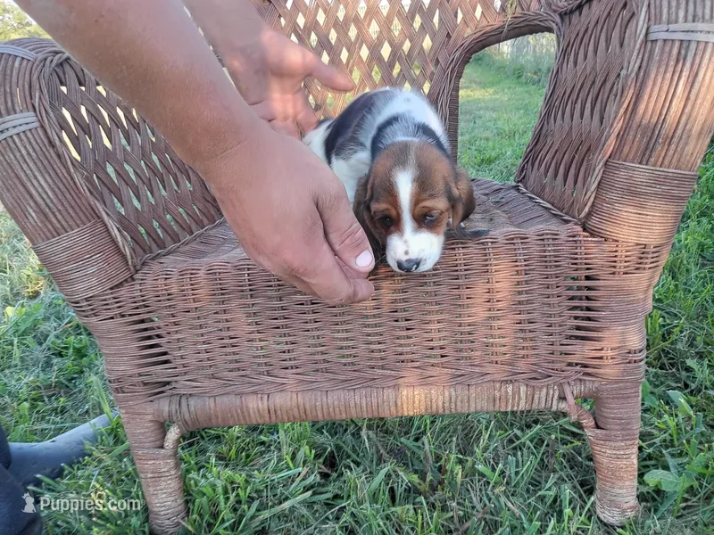 April – Basset Hound puppy for sale in Bethany, MO